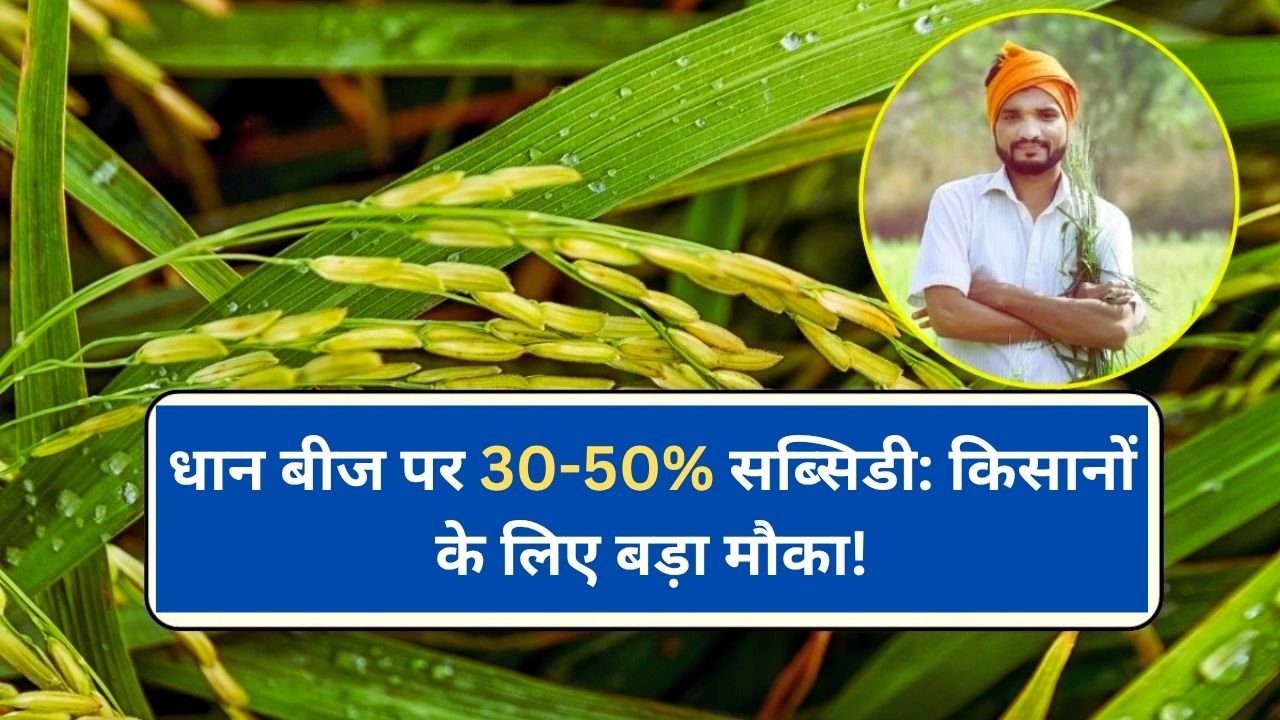 धान बीज पर 30-50% सब्सिडी: किसानों के लिए बड़ा मौका!