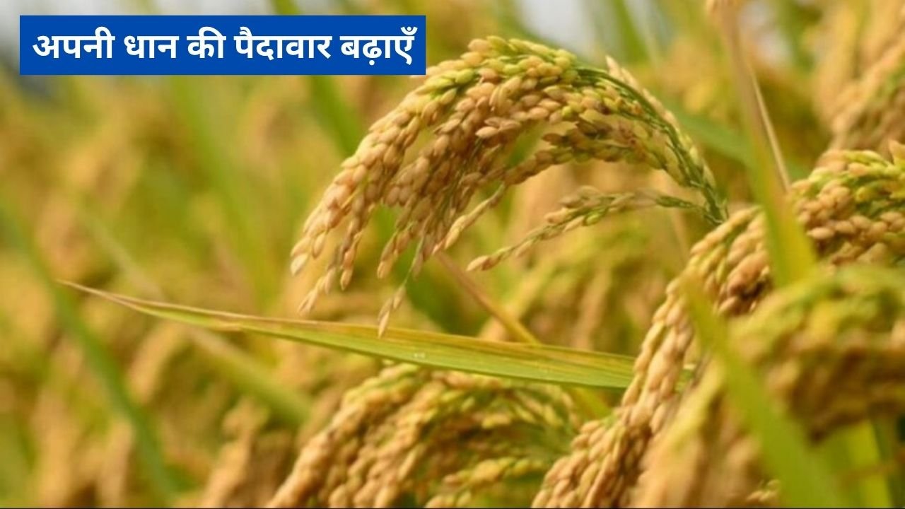 अपनी धान की पैदावार बढ़ाएँ: 50% सब्सिडी के साथ सस्ते बीज पाएँ!