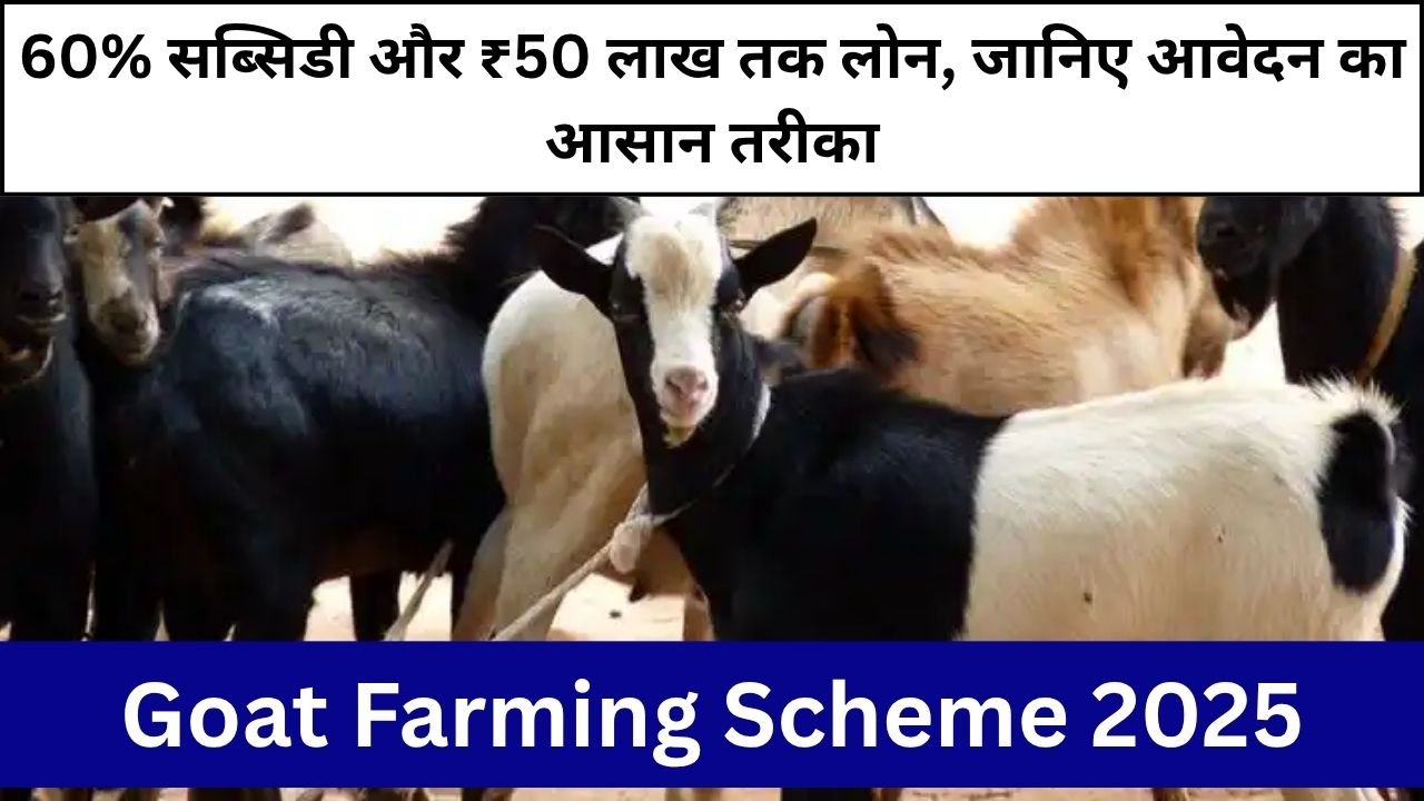 बकरी पालन योजना 2025: 60% सब्सिडी और ₹50 लाख तक लोन, जानिए आवेदन का आसान तरीका